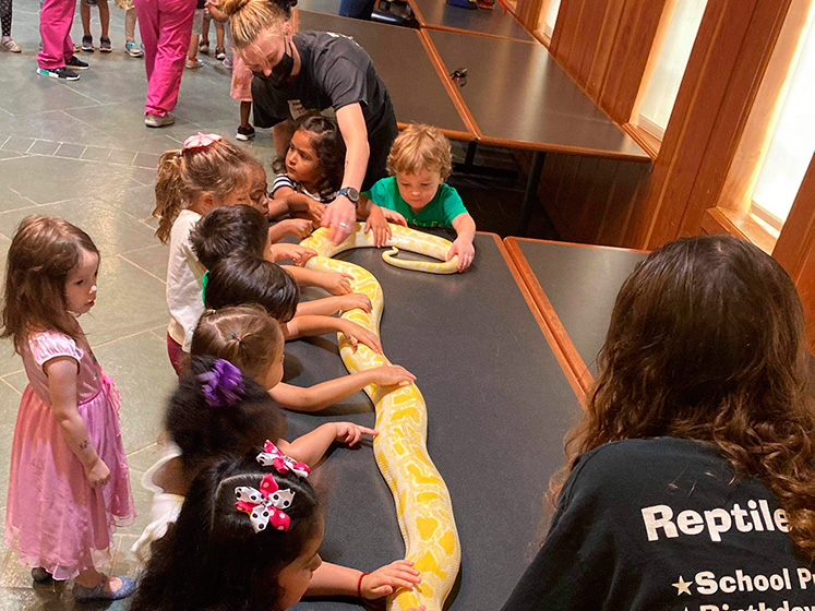 Children eagerly touch a long yellow snake on a table, guided by their teacher, showcasing a mix of excitement and curiosity.